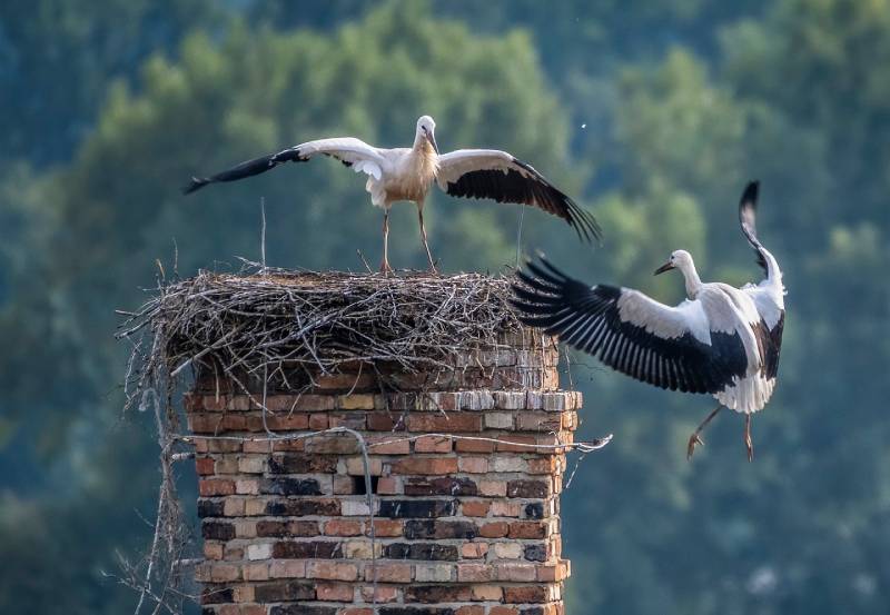 Expert Chimney Animal Removal in Barrington, IL Professional Chimney Animal Removal Services in Barrington, Illinois
